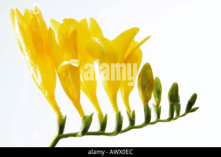 Freesia (Freesia refracta), close-up Stock Photo