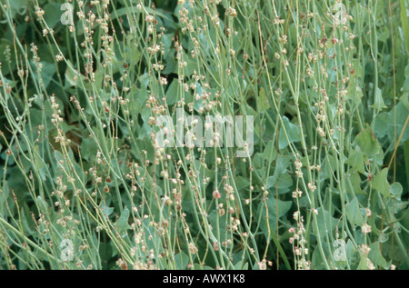 true French sorrel (Rumex scutatus), blooming plant Stock Photo