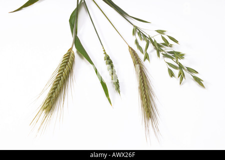 Different grain stalks, elevated view Stock Photo