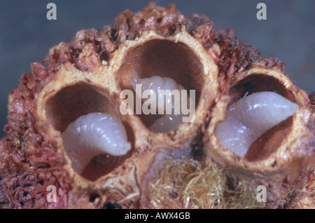 mossy rose gall wasp, bedeguar gall wasp ( bedeguar gall/Robin's pincushion) (Diplolepis rosae), larvae Stock Photo