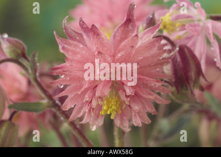 Aquilegia vulgaris var. stellata 'Rose Barlow' (Columbine) Barlow Series. Stock Photo