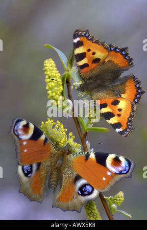 small tortoiseshell, peacock moth, peacock (Aglais urticae, Inachis io, Syn. Nymphalis io), on catkin Stock Photo
