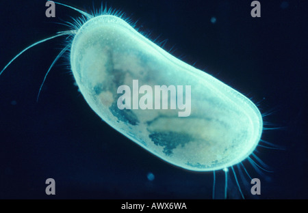 ostracods (shell-covered crustaceans), seed shrimps (Herpetocypris reptans) Stock Photo