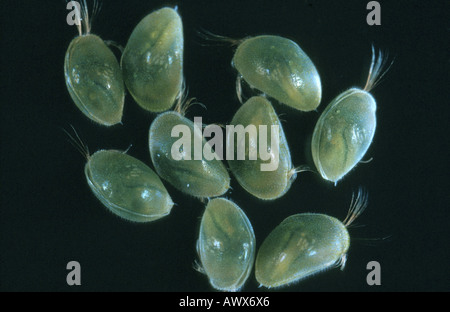 shell-covered crustacean, seed shrimp (Cypris pubera) Stock Photo