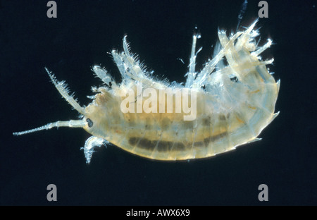 lacustrine amphipod, lacustrine shrimp (Gammarus roeseli) Stock Photo