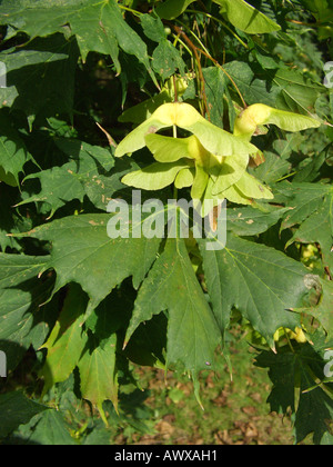 Norway maple (Acer platanoides), cv. Palmatifidum, fruiting Stock Photo