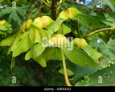 Norway maple (Acer platanoides), cv. Palmatifidum, fruiting Stock Photo