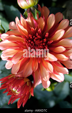 Dahlia Compositae Gallery Art Deco Stock Photo