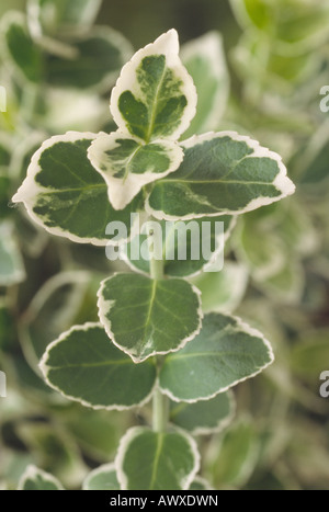 Euonymus fortunei 'Emerald Gaiety' AGM (Spindle tree) Close up of green leaves with white margins. Stock Photo