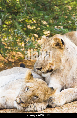Two African female lions relaxing in the bush Panthera leo Stock Photo