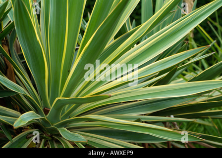 Yucca gloriosa VARIEGATA Stock Photo