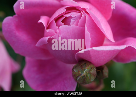 Rosa John Clare AUSCENT Stock Photo