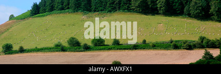 Hillside in wales with the word Renewable spelled out with full size models of sheep Stock Photo