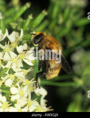Large narcissus fly Merodon equestris adult on an umbellifer flower Stock Photo