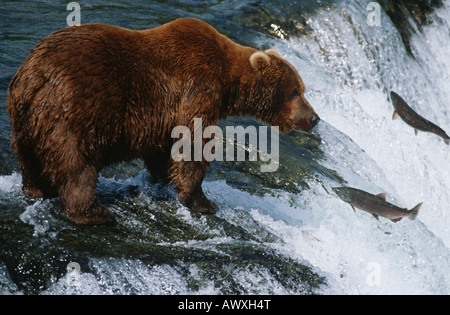 Brown Bear, grizzly bear looking at salmon, Katmai National Park, Alaska, USA. Stock Photo