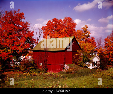In Peacham in Vermont in the USA Autumn provides brilliant red foliage on the maple trees in a rural setting with red barn Stock Photo
