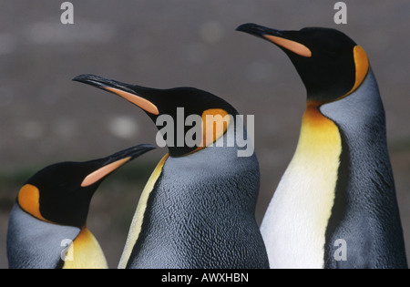 UK, South Georgia Island, three King Penguins, close up Stock Photo