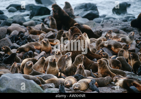 USA, Alaska, St. Paul Island, colony of Northern Fur Seals on rocky shore Stock Photo