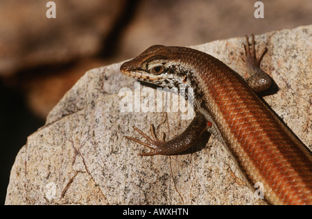 Variable Skink resting on rock, elevated view Stock Photo