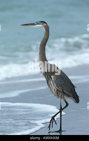 USA, Florida, Sanibel Island, Great Blue Heron on beach, side view Stock Photo