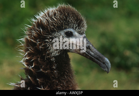Profile of Laysan Albatross ( Phoebastria immutabilis) nesting Stock Photo