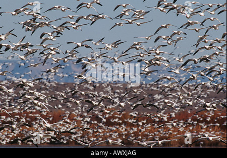 Flock of Snow Geese (Chen carelessness) in flight Stock Photo