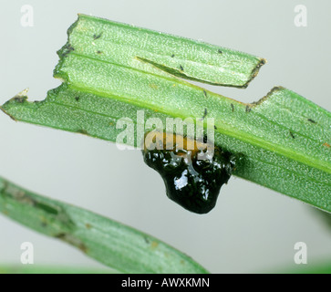 Lily beetle Lilioceris lilii sticky unpleasant larva on a damaged lily leaf Stock Photo