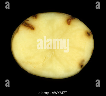 Wireworm agriotes sp feeding damage shown in a cross section of a potato tuber Stock Photo