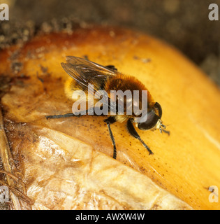 Large narcissus fly Merodon equestris adult on a narcissus bulb Stock Photo