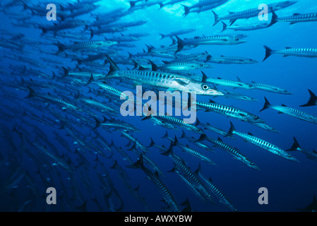 Large school of Barracuda fish Stock Photo