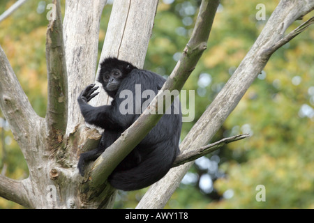 Colombian Black-faced Spider Monkey (Ateles fusciceps robustus) Stock Photo