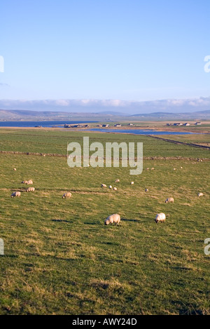 dh  SANDWICK ORKNEY Sheep flock in fields Mill Dam of Rango Loch of Harray