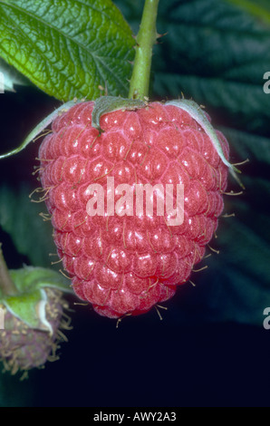 Raspberry, Rubus idaeus. Close-up of berry on the shrub Stock Photo