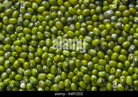 Soya beans, Glycine max. Still life of seeds Stock Photo