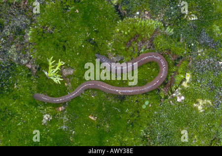 Common Earthworm, Lumbricus terrestris. On moss ground Stock Photo