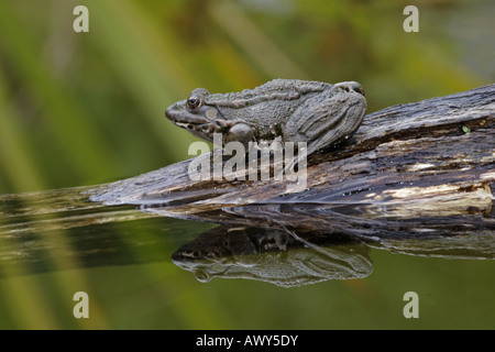 Seefrösche Frogs rana