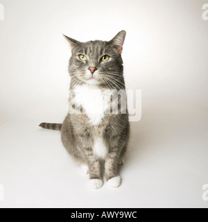 Portrait of Grey Tabby Cat Stock Photo