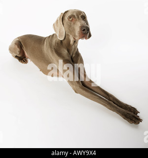 Portrait of Dog Stock Photo