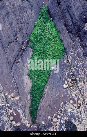Seaweed Pattern on Granite Rock UK Stock Photo