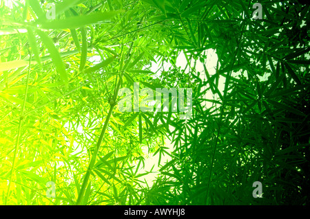 tropical bamboo growing in Florida USA Stock Photo