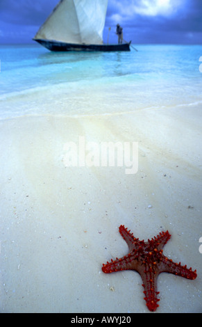 Starfish and passing dhow, Kendwa, Zanzibar Stock Photo