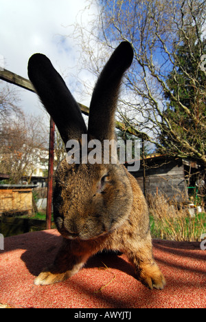 German giant rabbit Robert II Stock Photo