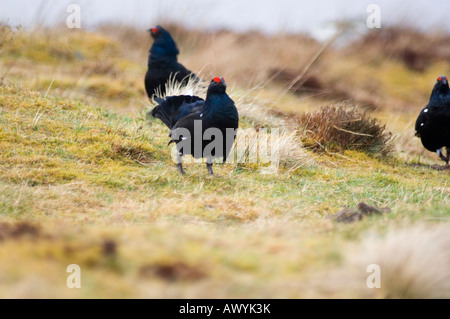 Black Grouse (Tetrao tetrix) lekking Corrimony RSPB reserve Scotland Stock Photo