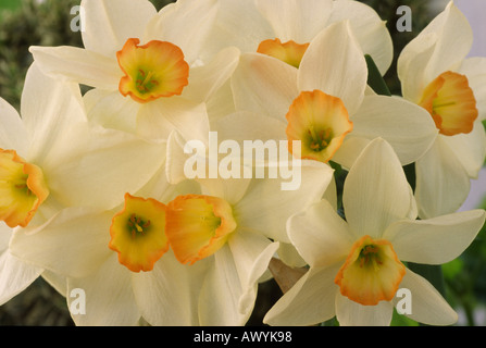 Narcissus 'Pink Angel'. Division 7 seven Jonquilla Daffodil. Stock Photo
