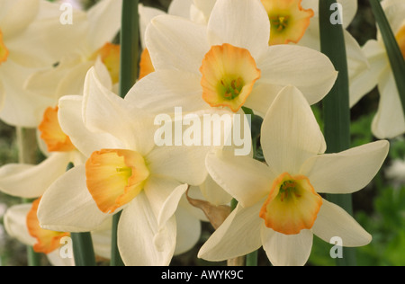 Narcissus 'Pink Angel'. Division 7 seven Jonquilla Daffodil. Stock Photo