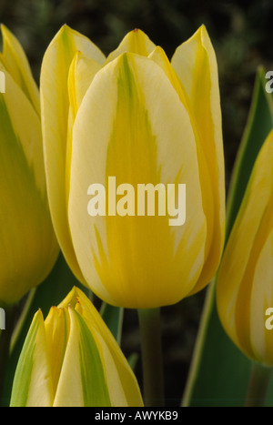 Tulipa 'Antoinette'. Division 5 five Single Late Group. Multi-flowered Tulip. Stock Photo