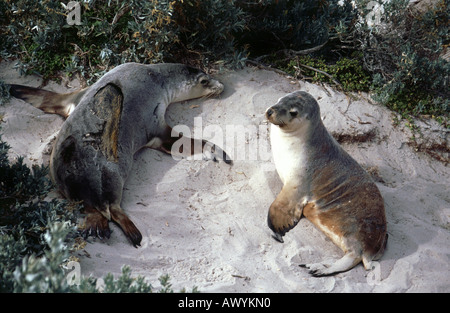 Seals at the Seal Bay Conservation Park on Kangaroo Island, Australia Stock Photo