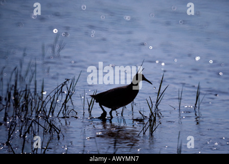 Light-footed Clapper Rail. California Stock Photo