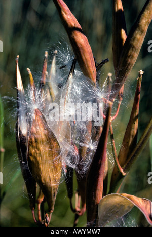 Seed pod.  Milkweed. Asclepias Stock Photo