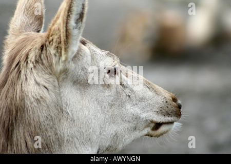head from a Père David's Deer or Milu - Elaphurus davidianus